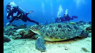 Maldives Deep South Diving 4k [upl. by Arlie]