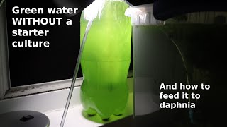 Green Water WITHOUT a Starter Culture  From Scratch  How To [upl. by Anderson]