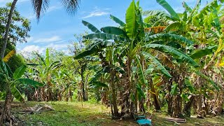 UNA DE LAS TIERRAS MÁS FERTIL DEL CAMPO DE YASICAPUERTO PLATAREPUBLICA DOMINICANA EN VENTA [upl. by Knox]