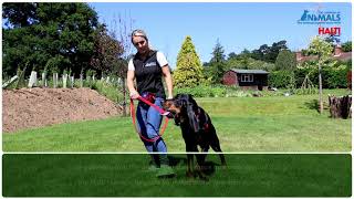 Non Pull Training Your Dog With The HALTI Harness [upl. by Tayib]