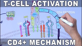 T Cell Activation  Mechanism [upl. by Seigel]