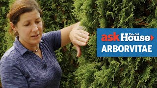 All About Arborvitaes  Ask This Old House [upl. by Laughton]