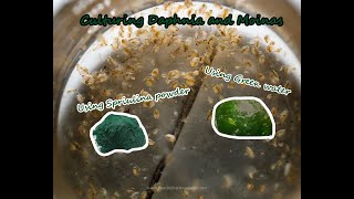 How To Culture Daphnia and Moinas using Green Water Spirulina powder [upl. by Nwahsat]