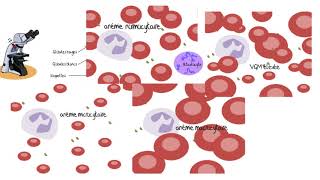 Comprendre les analyses sanguines [upl. by Range]