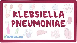 Klebsiella pneumoniae  an Osmosis Preview [upl. by Attenej730]