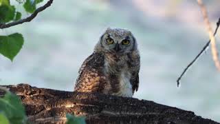 Great Horned Owl juvenile begging calls [upl. by Ahsea]