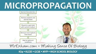 Cloning Plants  Micropropagation tissue culture  GCSE Biology 91 [upl. by Aitekram]