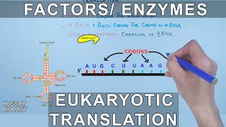 Enzymes and Factors in Eukaryotic Translation [upl. by Sosthena]