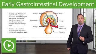 Early Gastrointestinal Development – Embryology  Lecturio [upl. by Pellet]