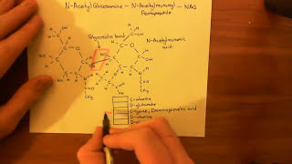 Vancomycin Resistant Enterococcus Part 1 [upl. by Castor]