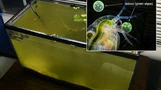 Raising Daphnia for the Freshwater Aquarium [upl. by Tevlev]