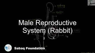 Male Reproductive System Rabbit Biology Lecture  Sabaqpk [upl. by Wendin]