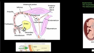 Grade 12 Life Sciences Human Reproduction Part 4 [upl. by Enilrek]