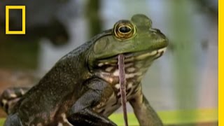 Bullfrogs Eat Everything  National Geographic [upl. by Connor188]