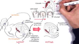 Obstetrics  Stages of Labour [upl. by Pacorro]