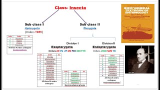 4 Classification of insects [upl. by Burtie924]