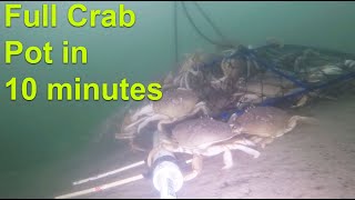 Full Crab Pot in 10 Minutes [upl. by Martinson719]