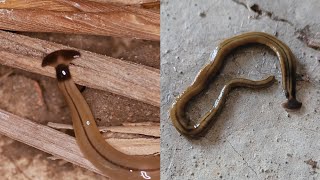 Hammerhead Flatworms Are Gross and Bad [upl. by Riek]