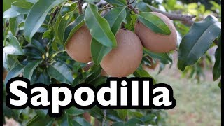 All About Sapodilla [upl. by Harris]