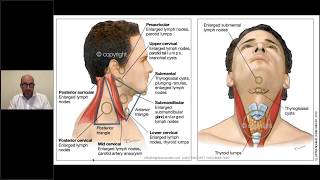 Head amp Neck Anatomy  Salivary Glands  INBDE [upl. by Nadine]