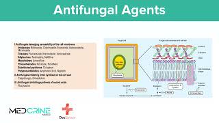 Antifungal Drugs pharmacology simplified [upl. by Silecara636]