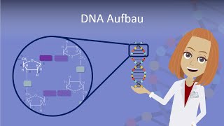 DNA Aufbau leicht erklärt [upl. by Bakerman]