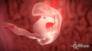 Fetal Development 3D Animation  Infuse Medical [upl. by Dlabihcra]