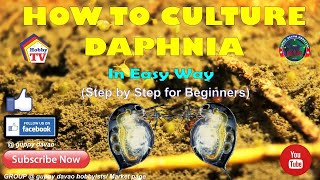 HOW TO CULTURE DAPHNIA In Easy Way [upl. by Moreno]