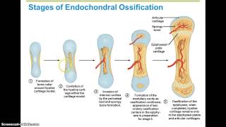 Ossification Steps [upl. by Norehc]