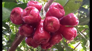 EP24 La deliciosa Manzana de Java  En busca de las frutas exóticas del trópico [upl. by Asseralc]