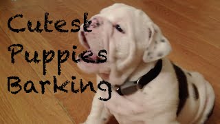 Cutest Puppies Barking Compilation [upl. by Riaj]