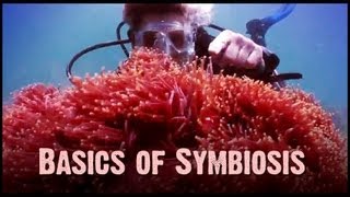 Symbiosis Mutualism Commensalism and Parasitism [upl. by Manuela]