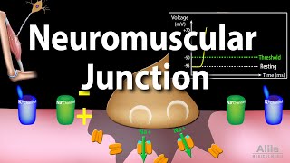 Neuromuscular Junction Animation [upl. by Eleahcim385]