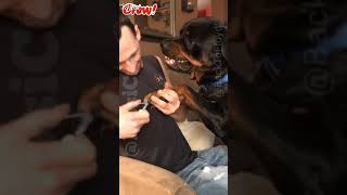 Rottweiler getting anxious about nailcut 😟 [upl. by Yanad]